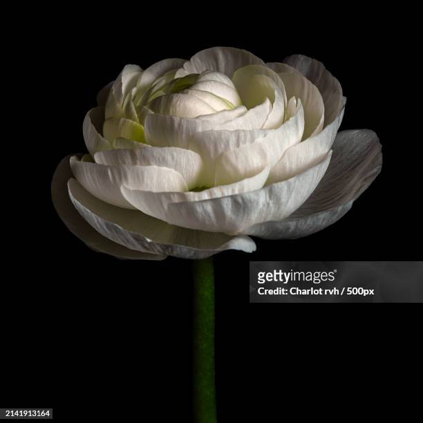 close-up of white rose against black background - schaduw stock pictures, royalty-free photos & images