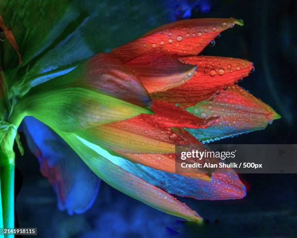 close-up of colorful flower,guilford,connecticut,united states,usa - new england aquarium stock pictures, royalty-free photos & images