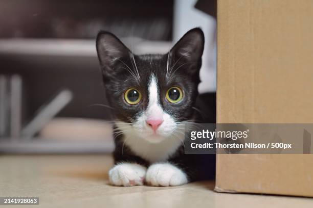 portrait of cat sitting on floor at home,germany - thorsten nilson stockfoto's en -beelden
