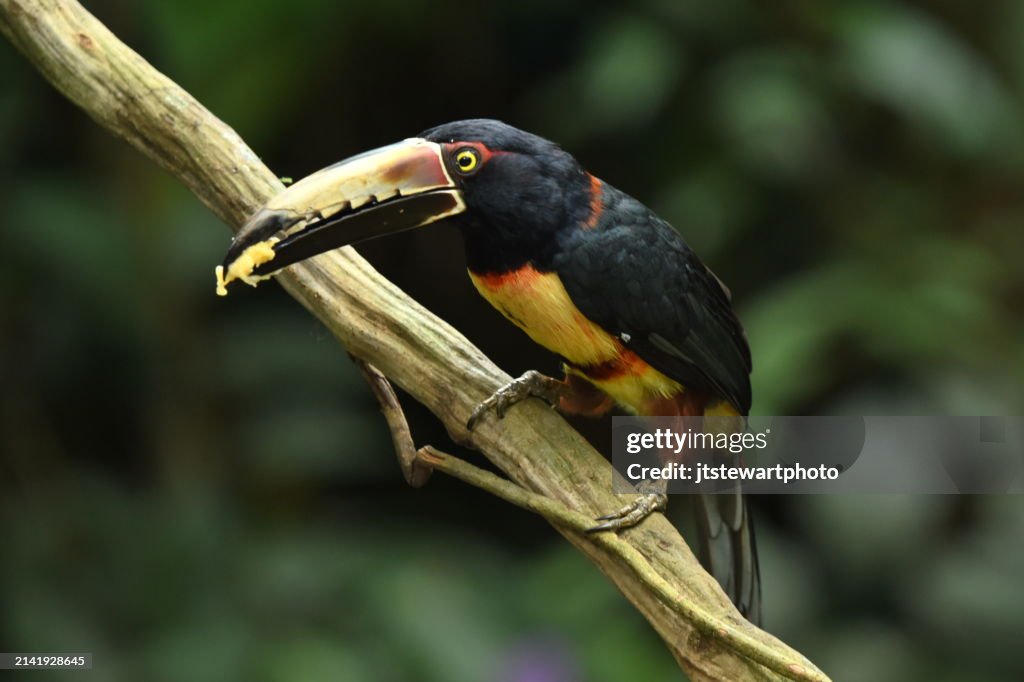 Fiery-Billed Aracari