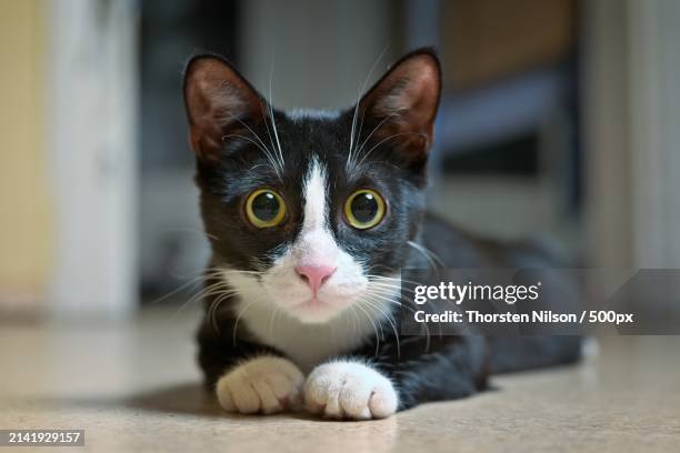 close-up portrait of cat lying on floor,germany - thorsten nilson stockfoto's en -beelden