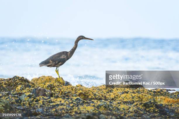 side view of heron perching on rock at beach - egretta sacra stock pictures, royalty-free photos & images