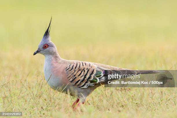 close-up of bird perching on field - ocyphaps lophotes stock pictures, royalty-free photos & images