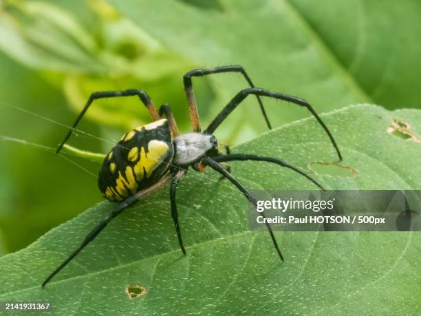 close-up of spider on leaf - writing spider stock pictures, royalty-free photos & images