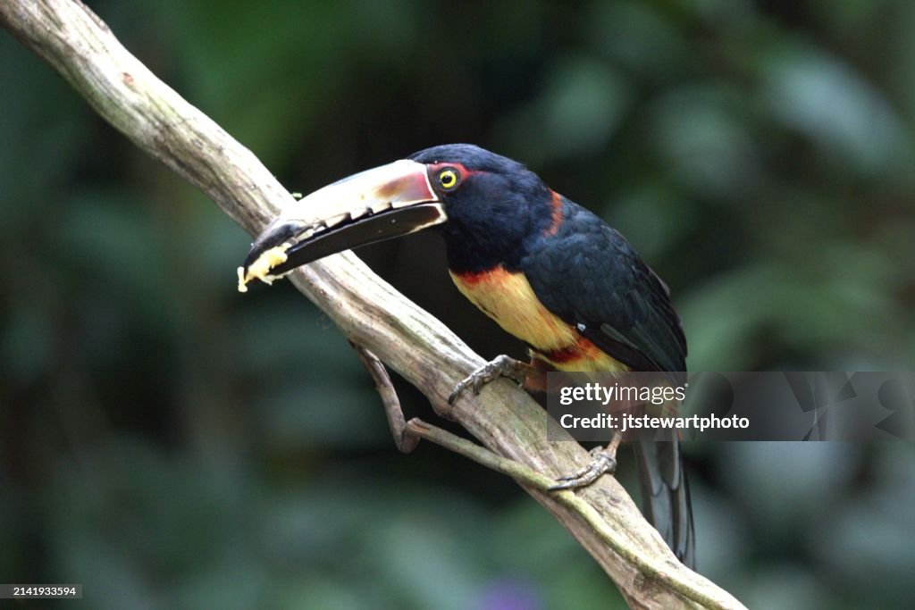 Fiery-Billed Aracari