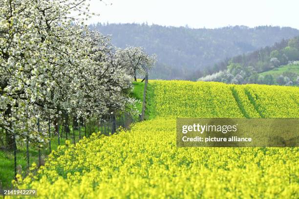 April 2024, Hesse, Unterrieden: Cherry trees and yellow rapeseed are in bloom. After the early summer weather of the last few days, meteorologists...
