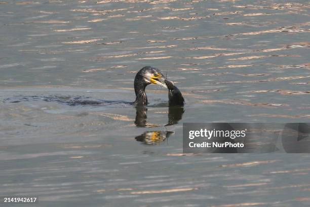 Great Cormorant is preying on a catfish at Taudaha Lake, a wetland area on the outskirts of Kathmandu, Nepal, on April 8, 2023. A cosmopolitan and...