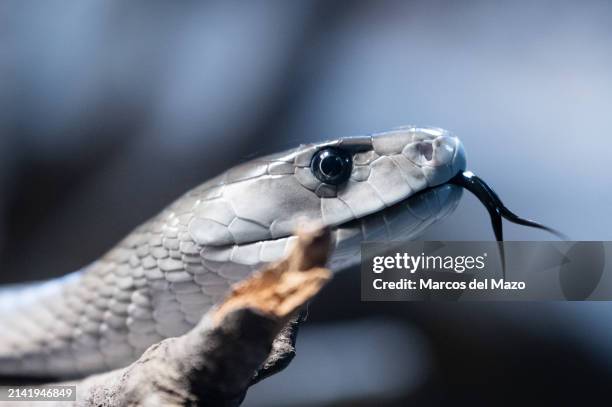 Black mamba sticking out its forked tongue pictured in its enclosure at Faunia Zoo. The black mamba is a species of highly venomous snake native to...
