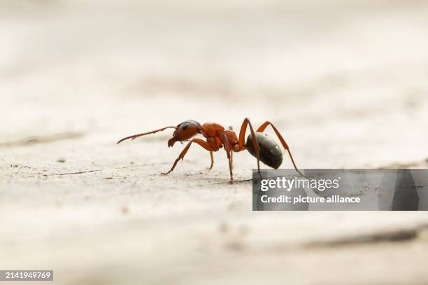 April 2024, Baden-Württemberg, Rottweil: A wood ant can be seen on a piece of wood on a hiking trail. Photo: Silas Stein/dpa