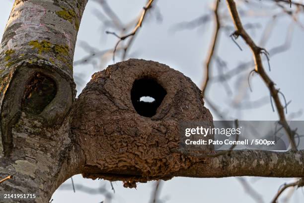 low angle view of owl perching on tree against sky,argentina - rufous hornero stock pictures, royalty-free photos & images