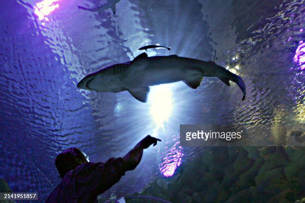 Sand tigershark with a companion remora swims over a gesturing journalist in a viewing tunnel during a media preview of Aquaria KLCC in Kuala Lumpur,...