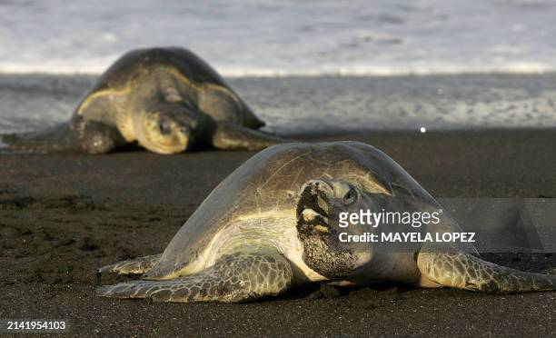 Turtles get out of the water in the morning of September 25th to reach the sand where they will lay their eggs, in Ostional beach, 350 km northwest...