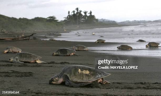 Hundreds of turtles start arriving to Ostional beach, 350 km northwest of San Jose, in the evening of September 26th, 2006. Thousands of them get...