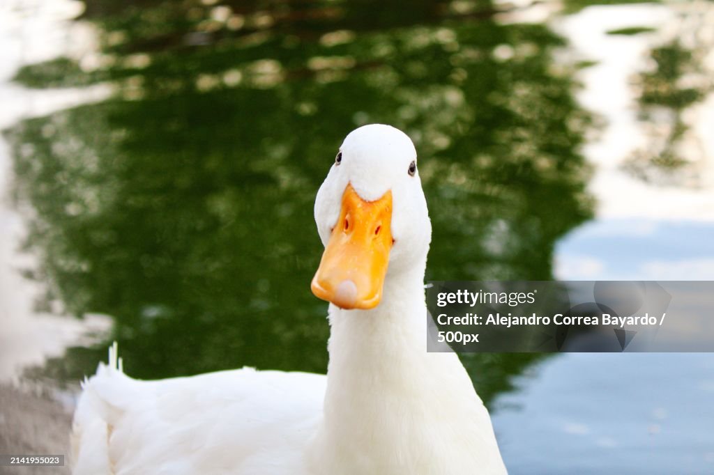 Close-up of swan swimming in lake