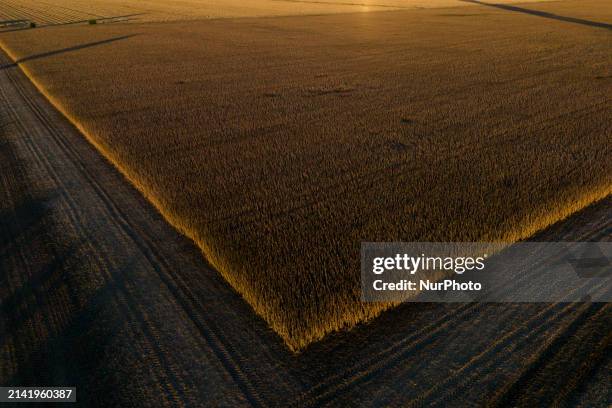 Soybean plants are growing in a field in Firmat, Santa Fe Province, Argentina, on April 7, 2024.