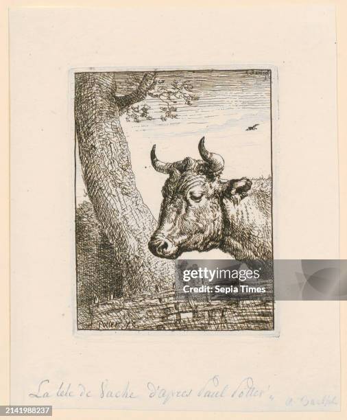 Paulus Potter , after Adam von Bartsch , head of a cow, origin of the print medium: 1790 - 1810, etching, sheet size: 14.8 x 12.3 cm, signed upper...
