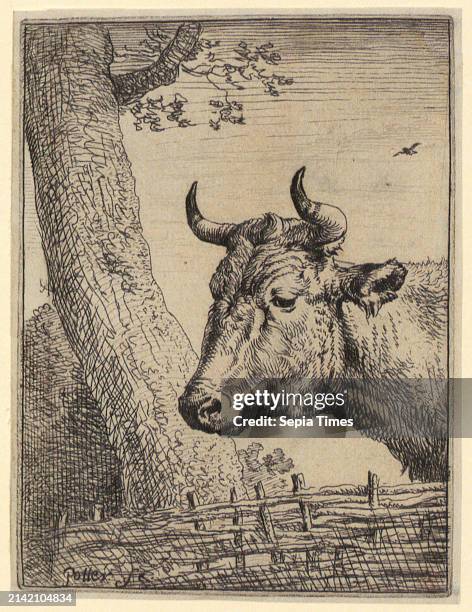 Paulus Potter , Head of a Cow, print medium: 1640 - 1654, etching, sheet size: 10. 1 x 7.7 cm, signed 'Potter fe.' lower left.