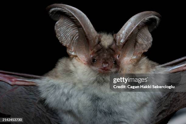 Bat Eare 632 Bat Eared Stock Photos, High-Res Pictures, and Images - Getty Images