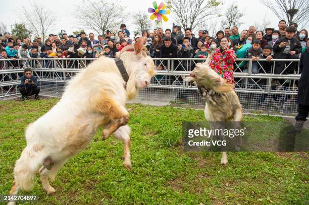 People watch as two goats fight on April 6, 2024 in Nantong, Jiangsu Province of China.