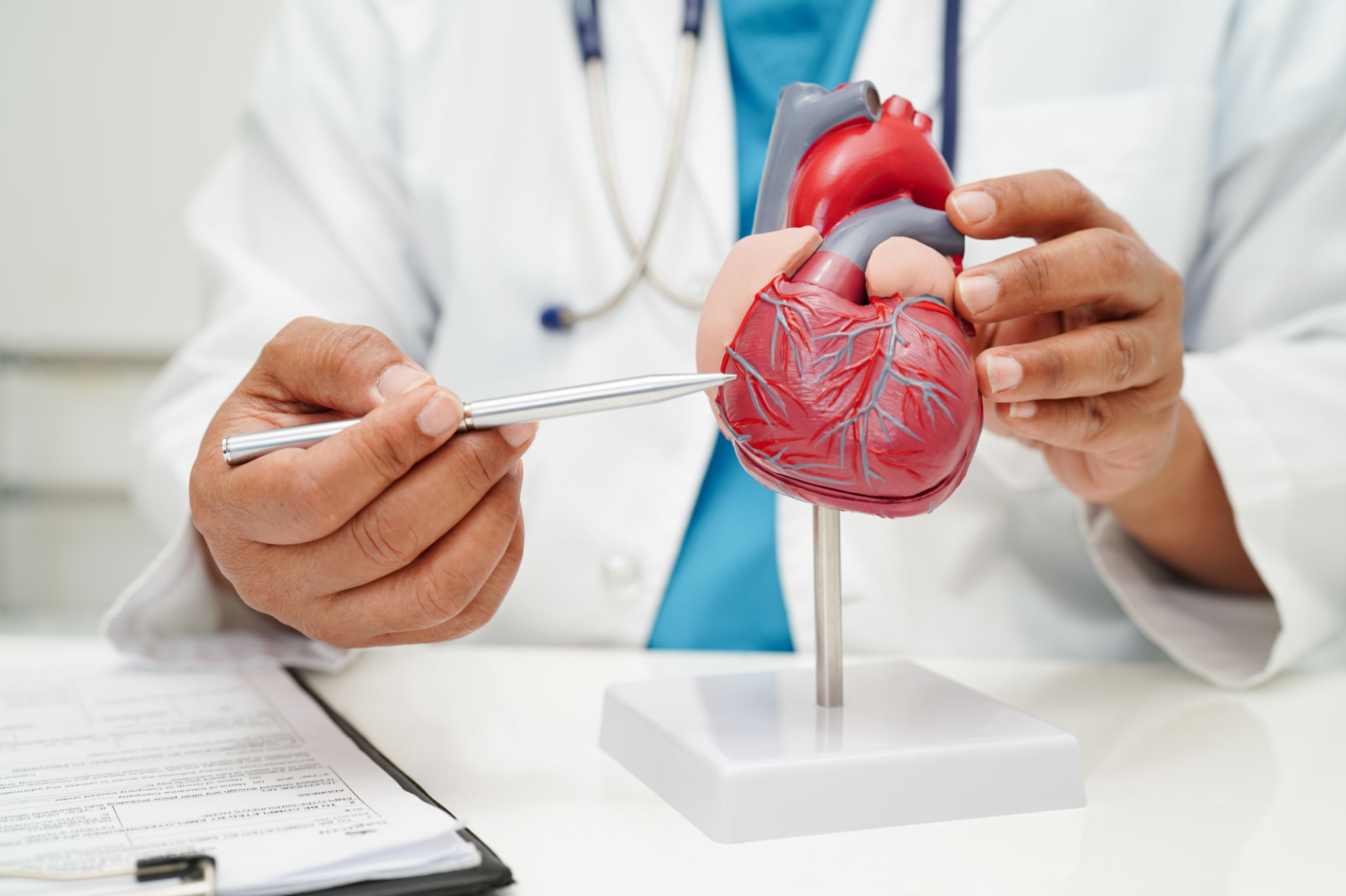Cardiovascular disease CVD, doctor with heart human model anatomy for treatment patient in hospital. Cardiovascular disease CVD, doctor with heart human model anatomy for treatment patient in hospital.