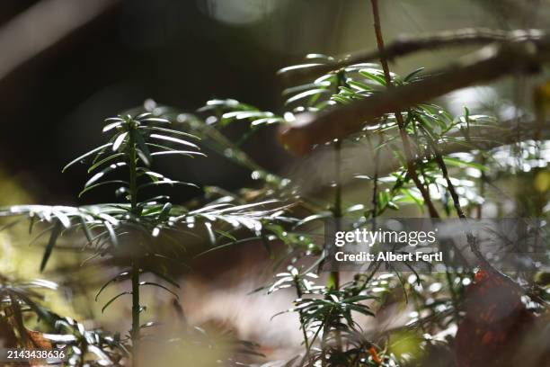 little taxus - yew needles stock pictures, royalty-free photos & images