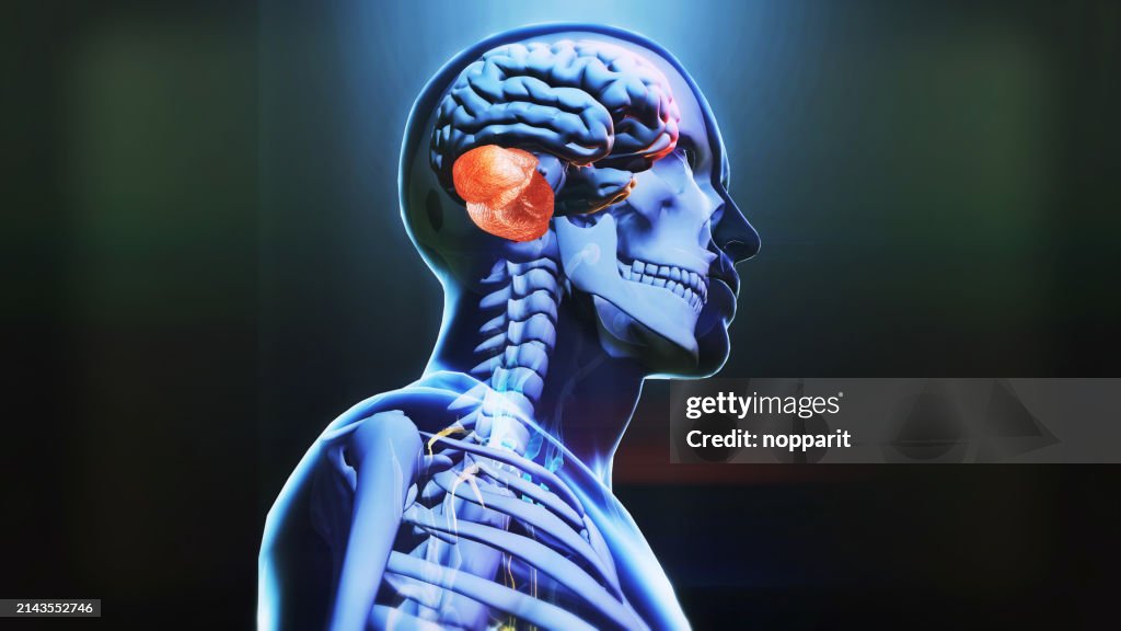 Human brain cerebellum anatomy.