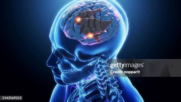 amygdale du cerveau - neuroscience photos et images de collection