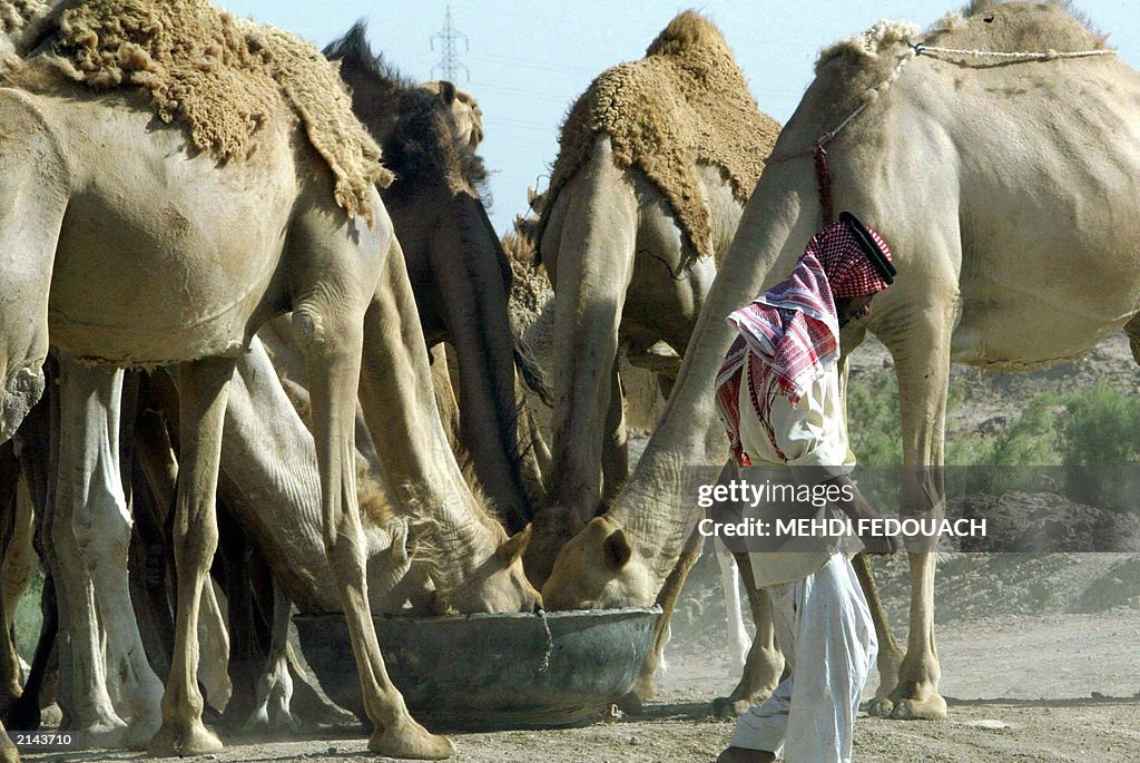 Camels drink while an Iraqi bedouin pass