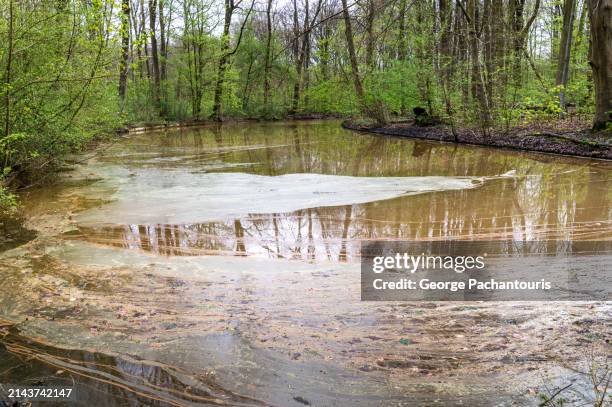 polluted river in the forest - contaminación de aguas fotografías e imágenes de stock