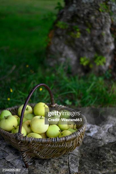 basket of fresh green apples - apple products stock pictures, royalty-free photos & images