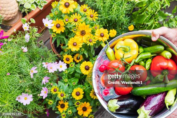 hands of man watering balcony flowers with vegetable washing water - westend61 stock-fotos und bilder