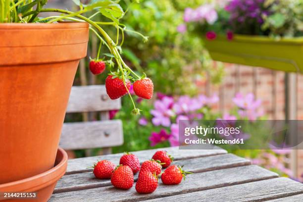 ripe strawberries on wooden table - westend61 stock-fotos und bilder