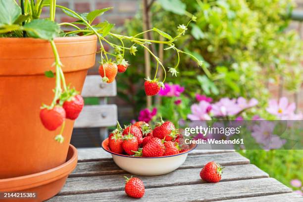 ripe strawberries on wooden table - strawberry stock pictures, royalty-free photos & images