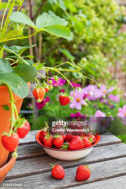 ripe strawberries on wooden table - cultivated stock pictures, royalty-free photos & images