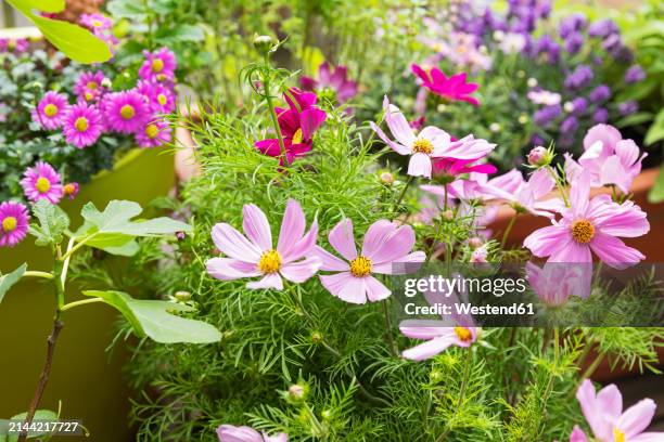 flowers blooming in balcony garden - westend61 stock-fotos und bilder