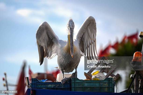 An endangered Crested Pelicans, which is named after the fluffy and curled feathers on its crest, perches on a food box on a coastal side of Bostanli...