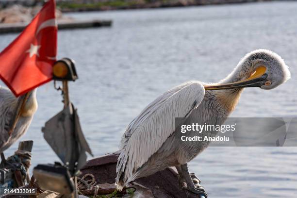 An endangered Crested Pelicans, which is named after the fluffy and curled feathers on its crest, perches on a boat on a coastal side of Bostanli...