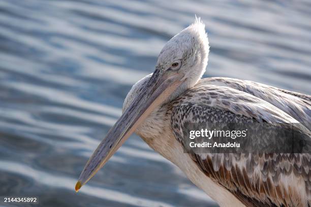 An endangered Crested Pelicans, which is named after the fluffy and curled feathers on its crest, perches on a coastal side of Bostanli fishing...