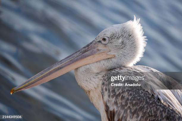 An endangered Crested Pelicans, which is named after the fluffy and curled feathers on its crest, perches on a coastal side of Bostanli fishing...