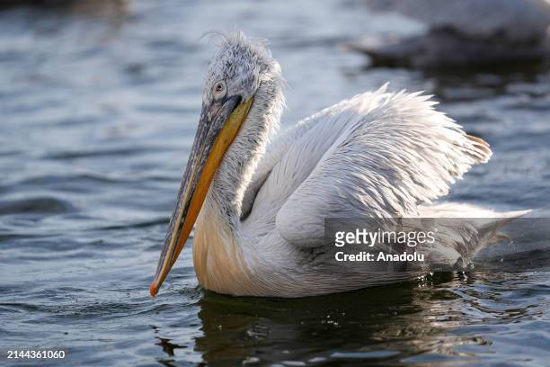 An endangered Crested Pelicans, which is named after the fluffy and curled feathers on its crest, swims through a coastal side of Bostanli fishing...