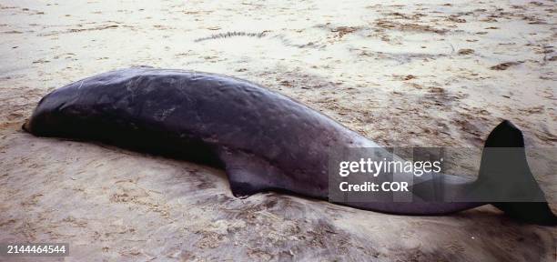 Vue du corps d'un mammifère marin extrêmement rare, un cétacé à corps de baleine et tête de dauphin, qui a été découvert échoué le 16 janvier sur une...
