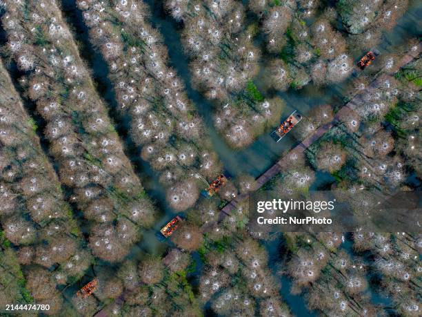 Tourists are riding a bamboo raft at the Lizhong Water Forest scenic spot in Xinghua, China, on April 9, 2024.