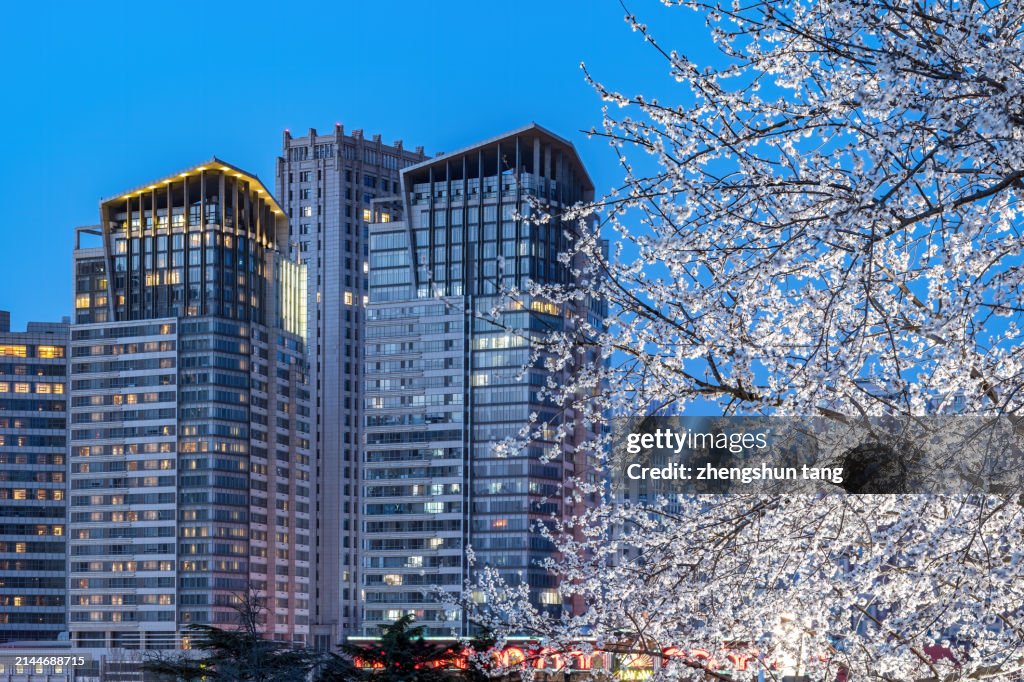 White beautiful mountain almond flowers in bloom season and modern city background at dusk