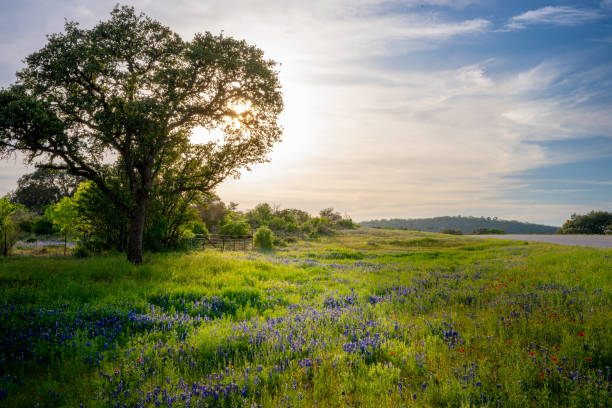 TX: Bluebonnets Bloom Across Texas