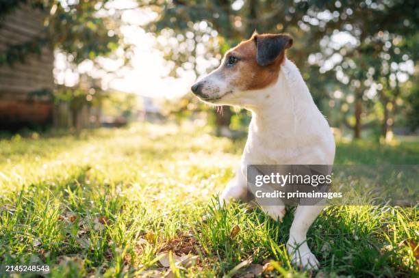 active jack russell terrier in his playground - jack russell terrier stock pictures, royalty-free photos & images