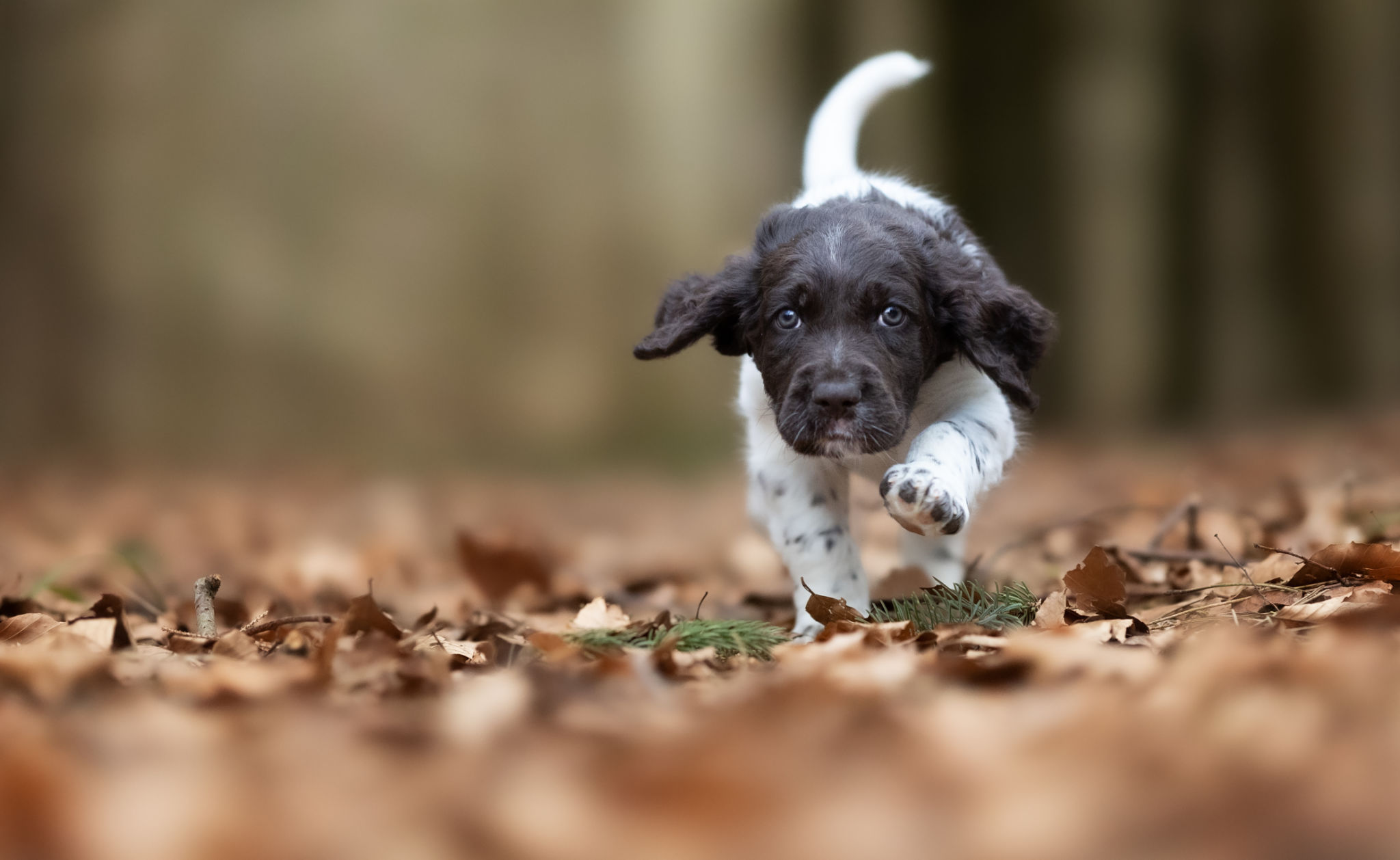 Giving your puppy exercise with training Giving your puppy exercise with training