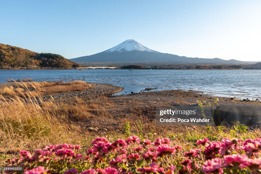 Mt. Fuji and surrounding nature with flower meadow on foreground at Kawaguchiko lake, scenic view, beautiful landscape, travel destination, iconic mountain.