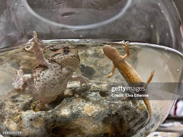 common toad and newt underwater inside a rounded glass fishbowl on a table. - goldfish bowl stock pictures, royalty-free photos & images