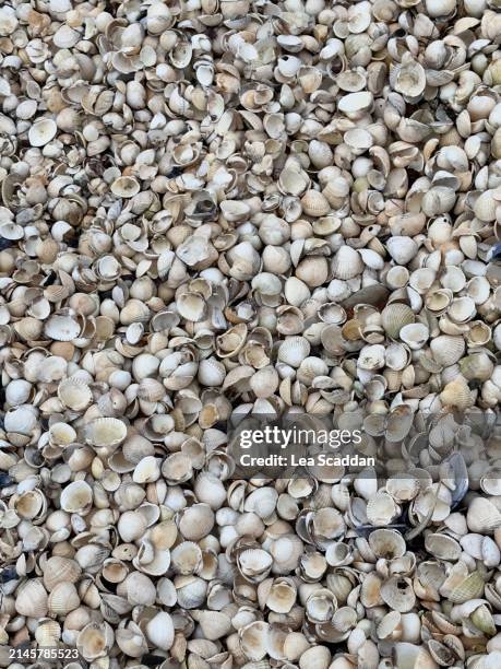 shells - mollusc stock pictures, royalty-free photos & images