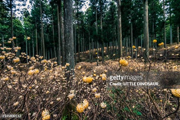 flowers covering the cedar forest - cedar branch stock pictures, royalty-free photos & images